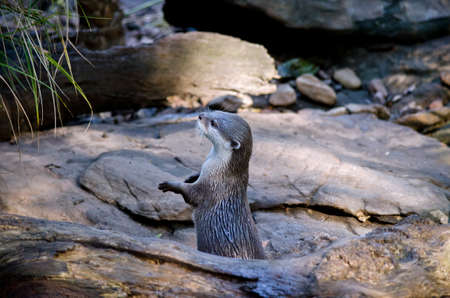 the oriental otter is standing looking aroundの写真素材
