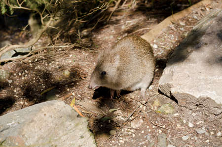 the long nosed potoroo is hiding in the shadowの写真素材