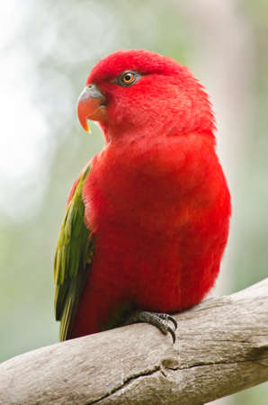 thered lory is sitting on a branchの写真素材