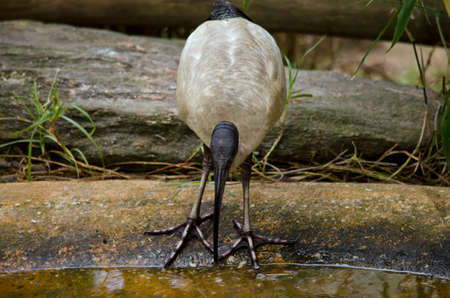 the white ibis is drink from a pondの写真素材
