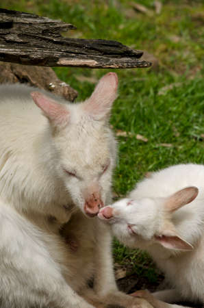the mother kangaroo is kissing her joeyの写真素材