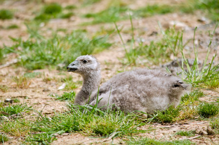 the cape barren goose chick is resting