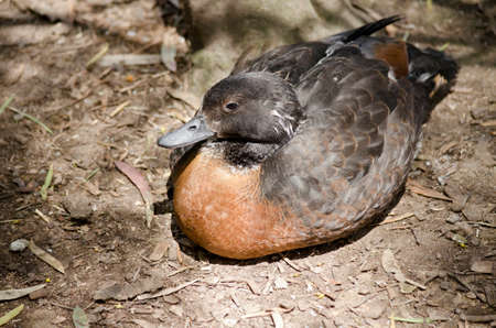 the Australian shelduck is resting in the sunの写真素材