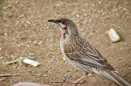 this is a close up of a red wattlebirdの写真素材