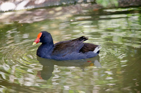 the dusky moorhen is swimming in a pondの写真素材