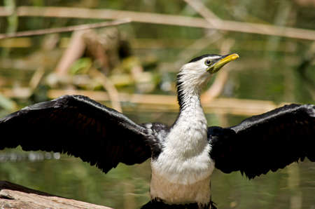 this is a close up of a pied cormorantの写真素材