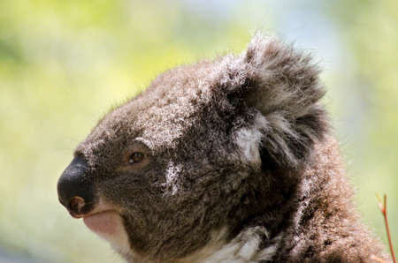 this is a close up of a koalaの写真素材