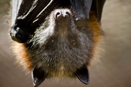 this is a close up of a batの写真素材