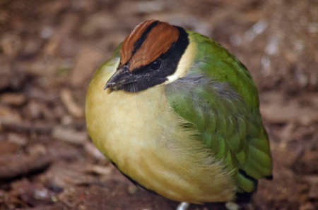 this is a close up of a noisy pittaの写真素材