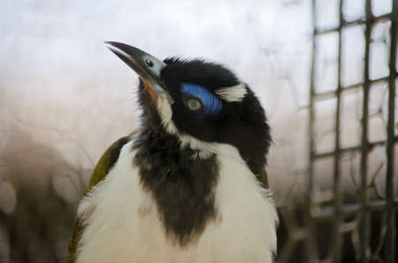 this is a close up of a blue faced honeyeaterの写真素材