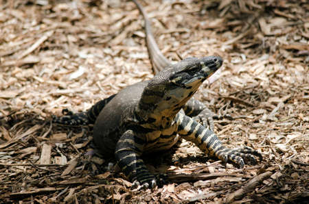 this is a close up of a monitor lizardの写真素材