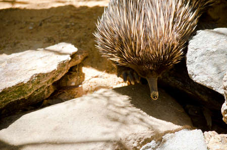 the echidna is walking on rocks looking for antsの写真素材