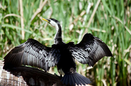 the pied cormorant is drying his wings in the sunの写真素材