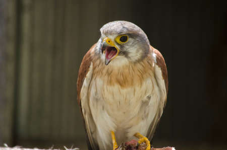 the nankeen Australian kestrel is eating a chickの写真素材