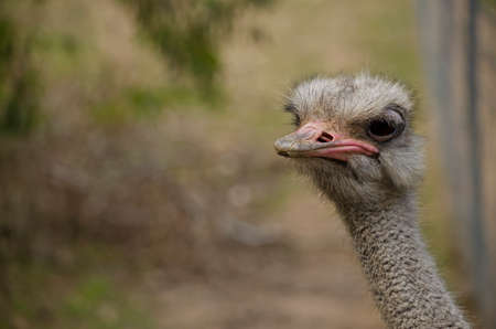 this is a close up of an ostrichの写真素材