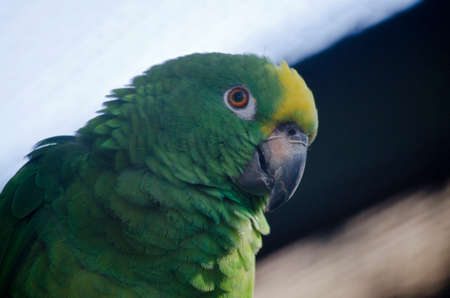 this is a close up of a yellow crown Amozonの写真素材