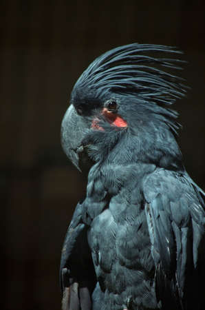 this is a close up of a palm cockatooの写真素材