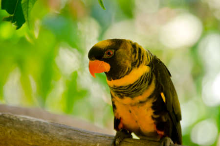 this is a close up of a dusky loryの写真素材