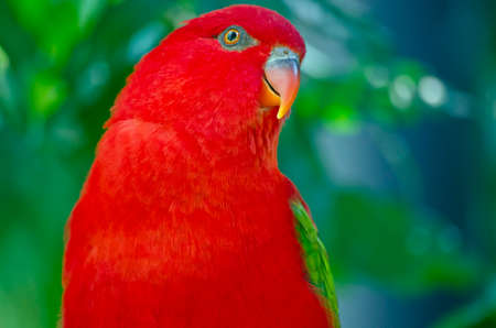 this is a close up of a red loryの写真素材