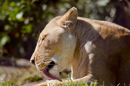 this is a close up of a lioness grooming herselfの写真素材