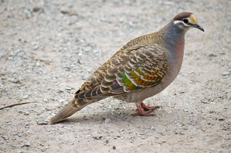 this is a close up of a common bronzewing pigeonの写真素材