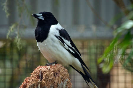the pied butcher bird is sitting on a tree stumpの写真素材