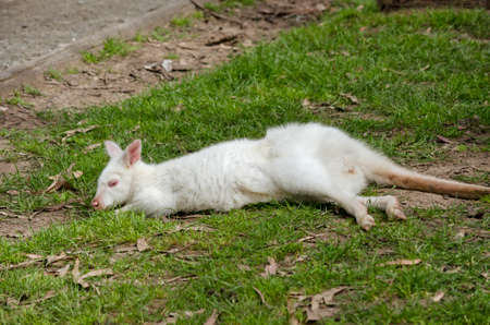 the white albino wallaby is stretched out on the grass catching the sunの写真素材