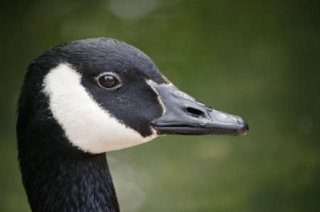 this is a close up of a Canadian gooseの写真素材