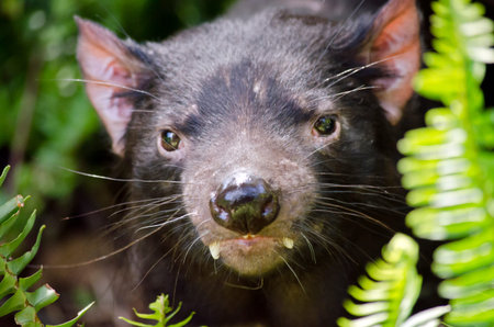 this is a close up of a tasmanian devil