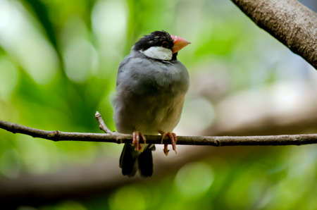 this is a close up of a Java Sparrowの写真素材