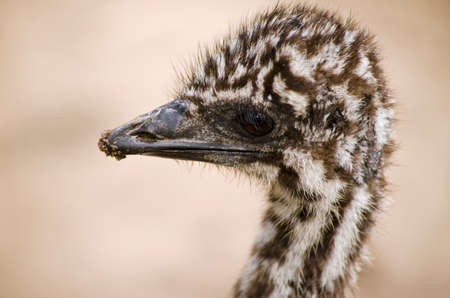 this is a close up of a emu chickの写真素材