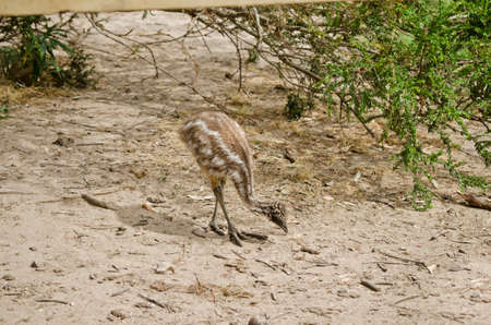 the emu chick is walking in a parkの写真素材