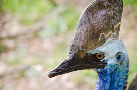 this is a close up of a cassowaryの写真素材