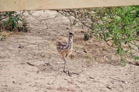 the emu chick is walking in a parkの写真素材