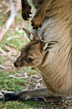 the joey is sticking his head out of the pouch