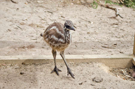 the emu chick is walking in the parkの写真素材
