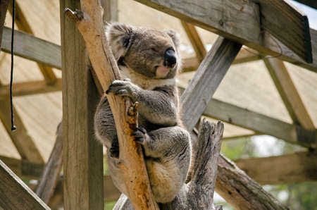 the cute koala in climbing down the branchの写真素材