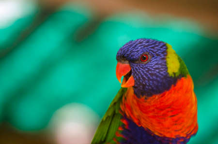 this is a close up of a rainbow lorikeetの写真素材