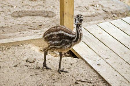 the emu chick is walking in the parkの写真素材