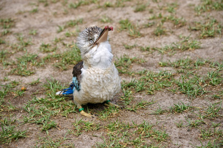the blue winged kookaburra is eating a wormの写真素材