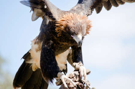 this is a close up of a wedge tailed eagleの写真素材