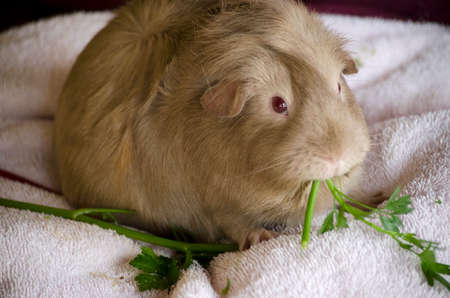 this is a close up of a Guinea pigの写真素材