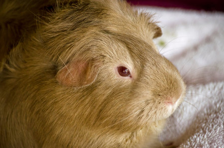 this is a close up of a Guinea pigの写真素材