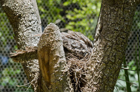 the tawny frogmouth is laying on its nestの写真素材