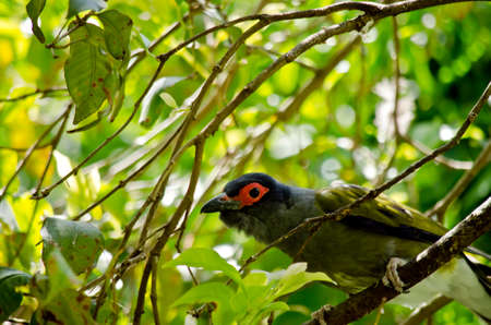 the figbird is hiding in the treeの写真素材