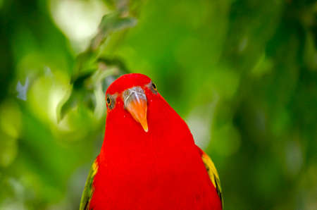 this is a close up of a chattering loryの写真素材