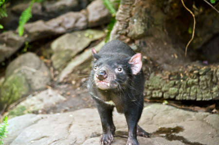 this is a close up of a Tasmanian devilの写真素材