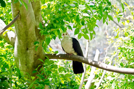 the white headed pigeon is hiding in the tree