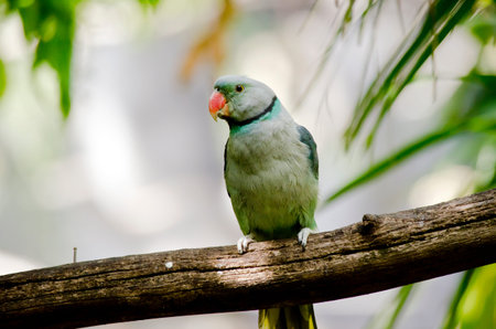 this is a close up of a malabar parakeet