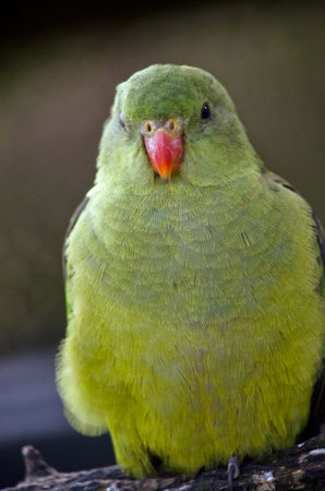 this is a close up of a superb parrot